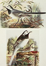 Thumbnail for File:The birds of the British Isles and their eggs (1919) (14752554711).jpg