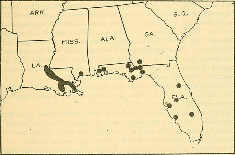 File:The mosaic disease of sugar cane and other grasses (1919) (14596886930).jpg