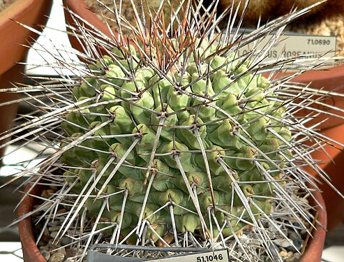 Thelocactus rinconensis 3.jpg