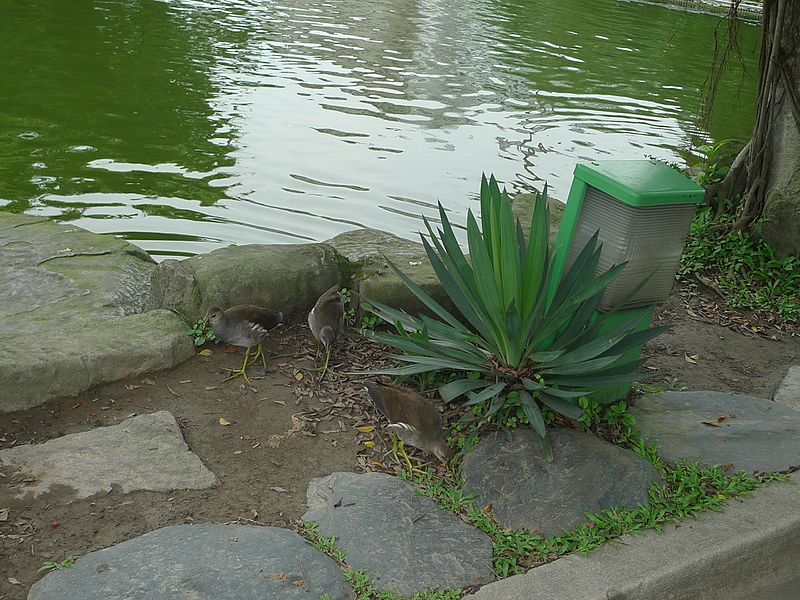 File:Three juvenile common moorhens.JPG