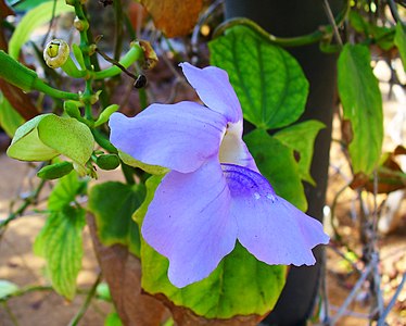 Thunbergia grandiflora Flower lateral