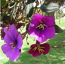 Flowers of Andesanthus lepidotus, showing colour change as they age Tibouchina lepidota, known as Siete Cueros (9976451753).jpg