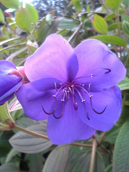 File:Tibouchina urvilleana flower ja.jpg