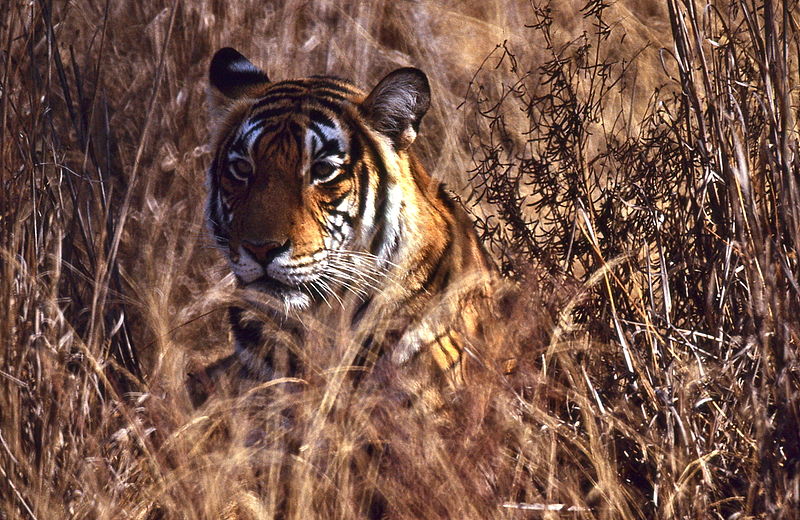 File:Tigress (Panthera tigris) in the grass (19816731232).jpg