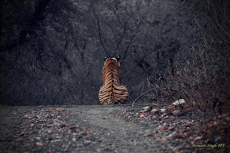 File:Tigress ST-9 stalking its Prey.jpg