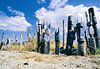 Tutini burial poles left after a Pukumani ceremony, Tiwi Islands