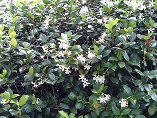 <i>Trachelospermum</i> genus of plants