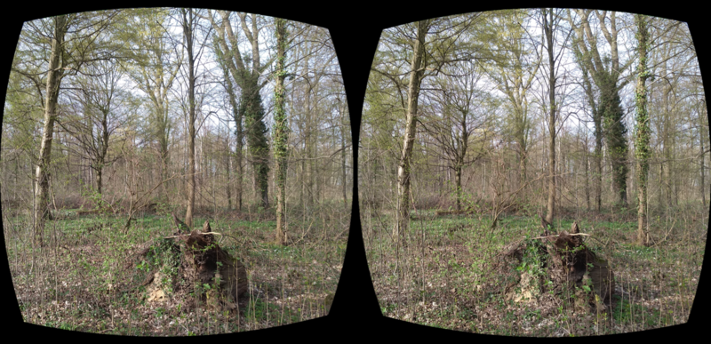 File:Tree trunk stereo.png