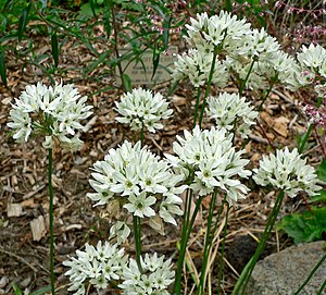 Triteleia hyacinthina 1.jpg