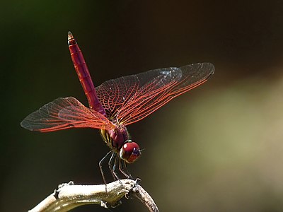 公嘅紫紅蜻蜓（Trithemis aurora）