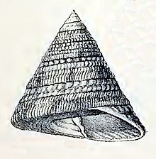 Trochus flammulatus 001.jpg