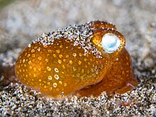 Tropical bottletail squid (Sepiadanum kochi) (42638018705).jpg