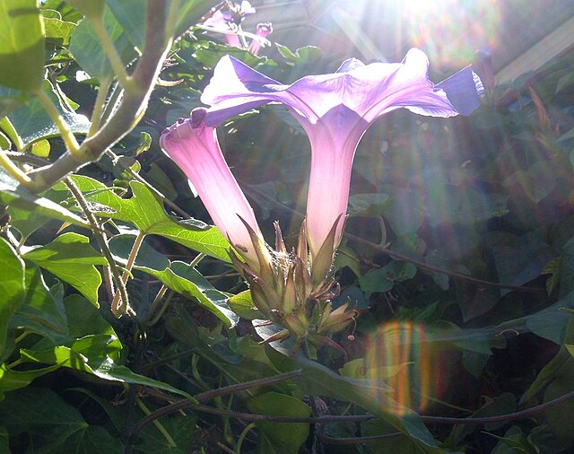 Flowers in sunlight