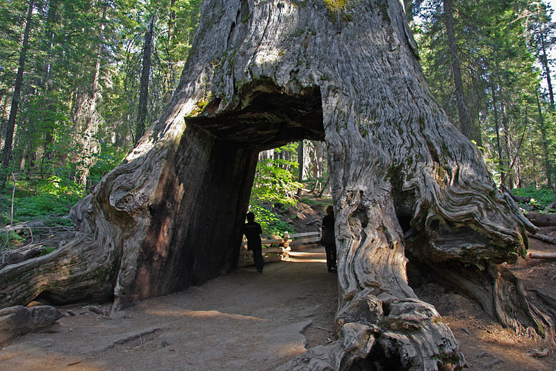 File:Tunnel tree in Tuolumne Grove.jpg