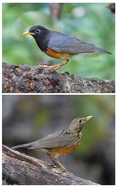 File:Turdus dissimilis male and female.jpg