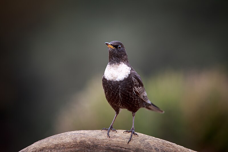 File:Turdus torquatus, Spain 3.jpg