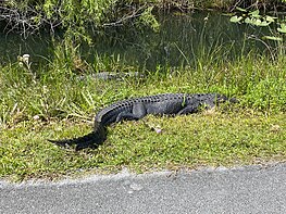 Two American Alligators next to the bike path at Shark Valley