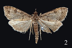 Udea albostriata.jpg