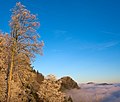 Uetliberg over a sea of clouds as seen from Felsenegg