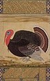 ジャハーンギール時代の絵師ウスタード・マンスール（英語版）による鳥（Truthahn）