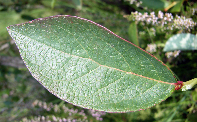 File:Vaccinium leaf1.jpg