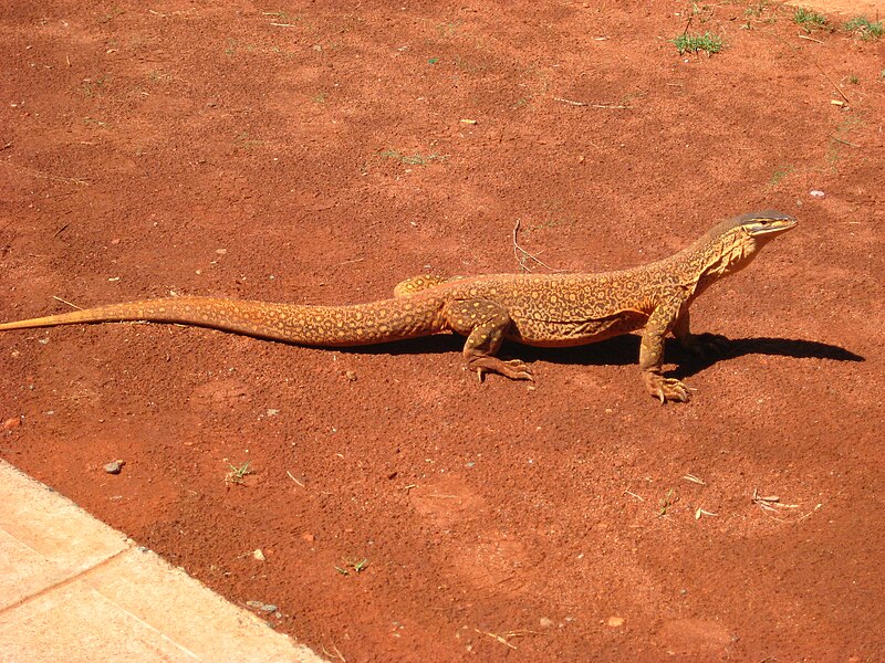 File:Varanus gouldii at Sunrise Dam Gold Mine.jpg