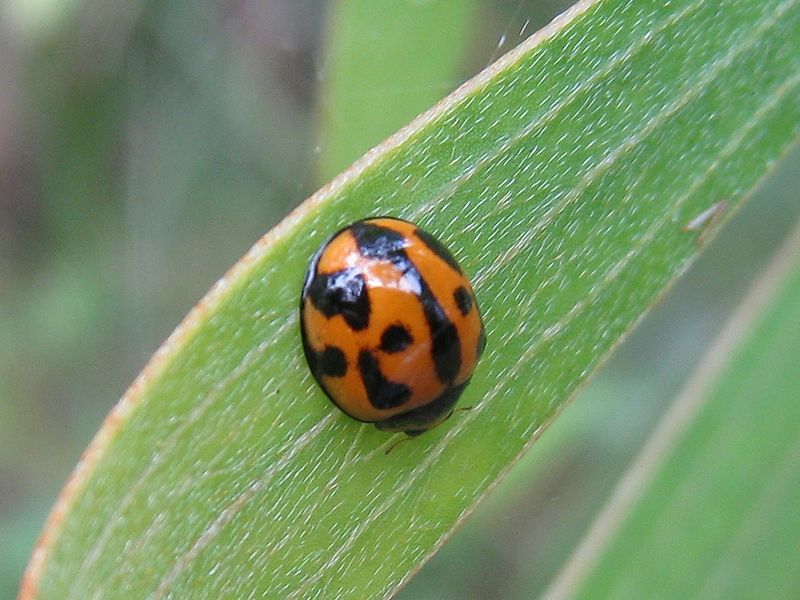 File:Variable ladybird (5231209404).jpg