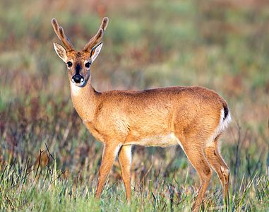 Veado-campeiro macho no Parque Nacional da Serra da Canastra