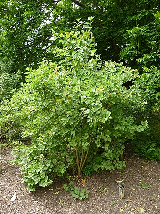 <i>Viburnum sargentii</i> Species of flowering plant in the family Adoxaceae