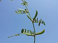 Infructescence