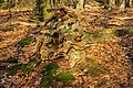 Vierhouterbos (Staatsbosbeheer). Natuurbos bij Vierhouten. (Dode Boom).