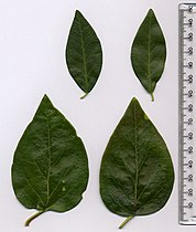 Vinca minor (above), Vinca major (below); leaves for comparison