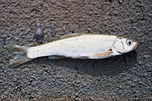 Virginia river spinedace fish lepidomeda mollispinis mollispinis.jpg