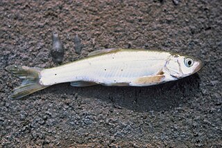 Virgin spinedace Species of fish