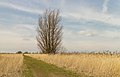 Voetpad naar vogelobservatietoren De Schollevaar. Locatie, Oostvaardersplassen.