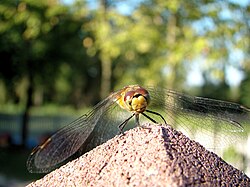 Polski: Ważka English: Odonata