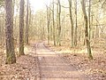 Waldweg - Frohnau (Woodland Path) - geo.hlipp.de - 32732.jpg