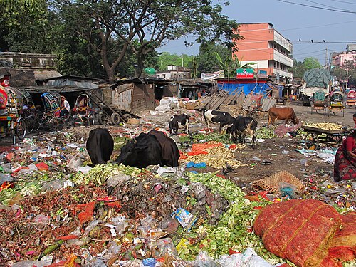 Cows feeding of the refuse of a vegetable market in Chittagong (Bangladesh)