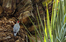 West Indian woodpecker rests on a date palm.jpg
