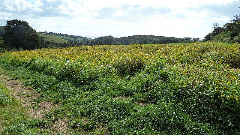 File:West Lawn Meadow - The Lost Gardens of Heligan (9757846593).jpg