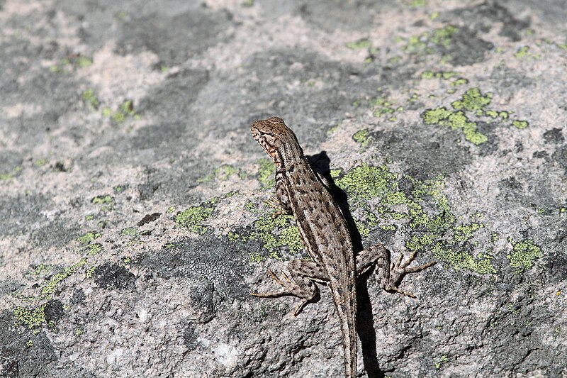 File:Western Fence Lizard - Flickr - GregTheBusker (1).jpg