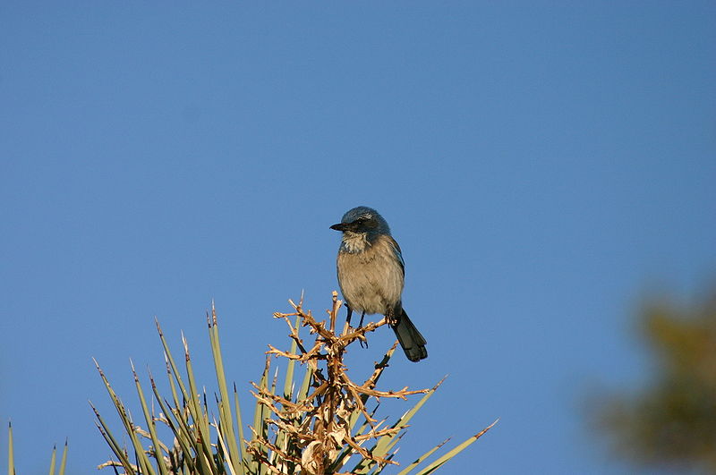 File:Western Scrub Jay at Tree Top.jpg