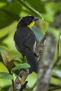 <span class="mw-page-title-main">White-naped brushfinch</span> Species of bird