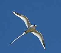 Weißschwanz-Tropikvogel (Phaethon lepturus)