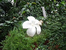 A white hibiscus.