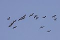 * Nomination White pelicans (Pelecanus onocrotalus) --Charlesjsharp 08:15, 19 August 2022 (UTC) * Promotion  Support Good quality. --Ermell 13:18, 19 August 2022 (UTC)