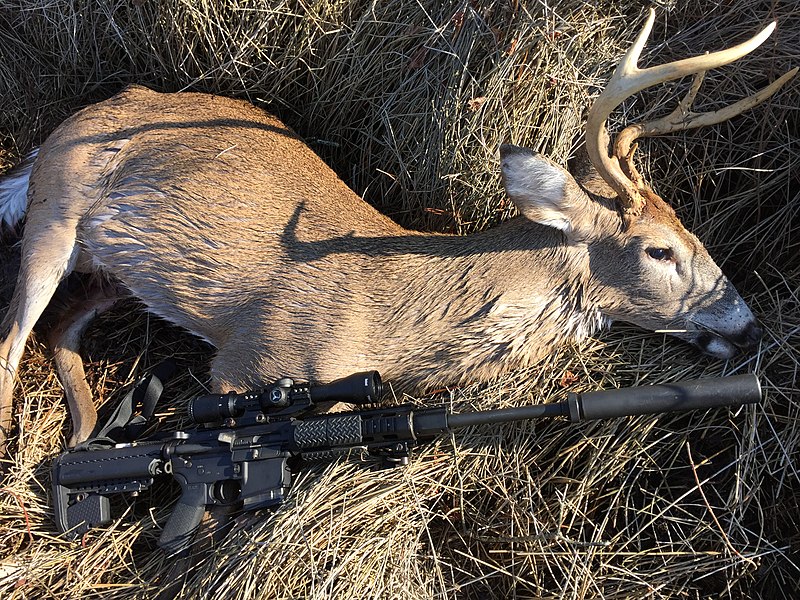 File:Whitetail Deer 300 BLK Suppressed Specwar 7.62.JPG