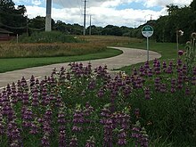 Trail Wildflowers