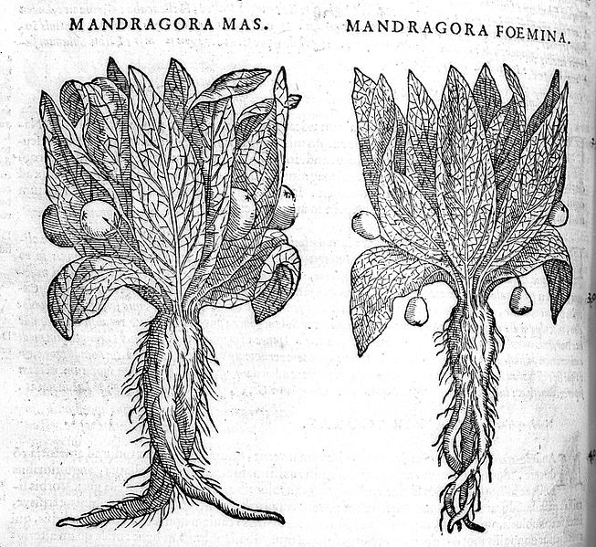 File:Woodcut; two mandrake plants. Wellcome L0011700.jpg