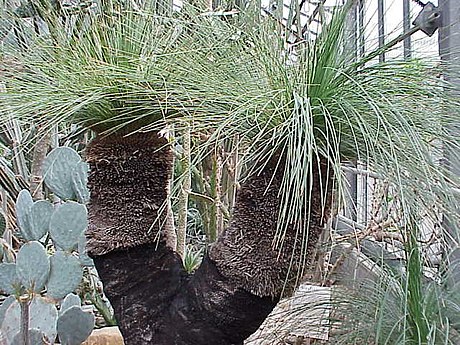 Xanthorrhoea